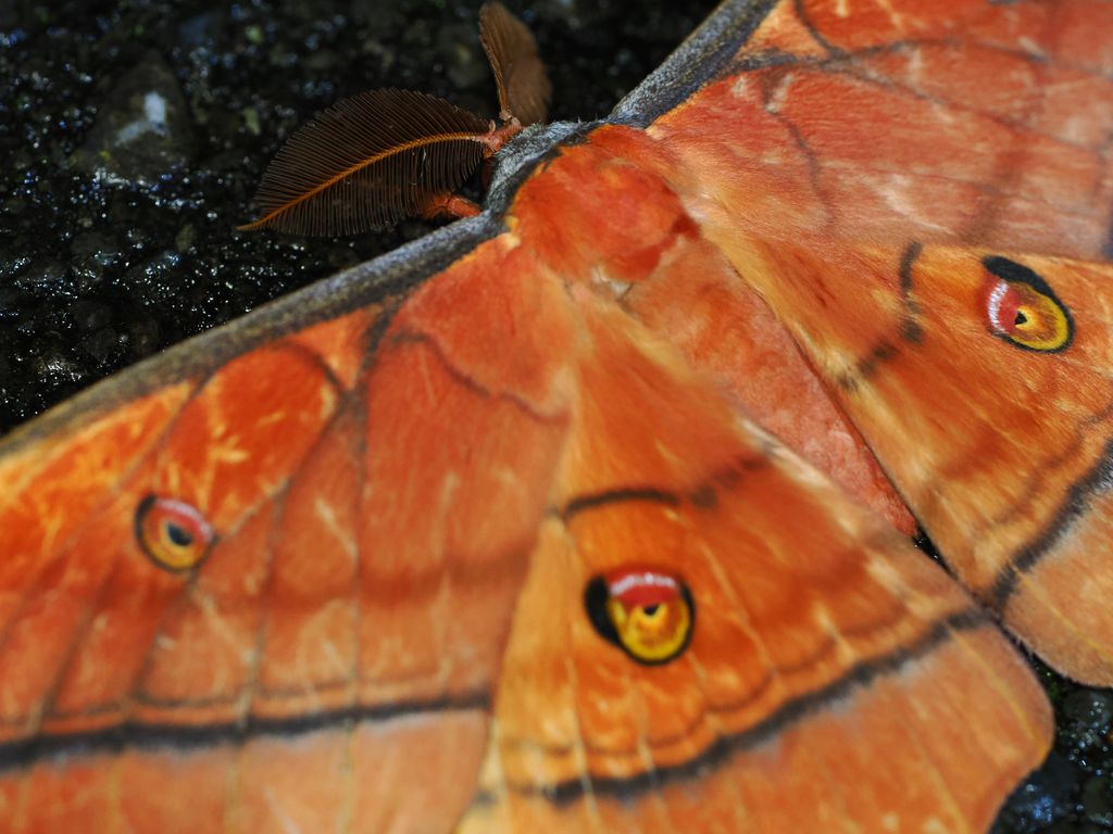 大透目天蠶蛾（沖繩亞種） (Antheraea yamamai yambaru) Sep 12, 2026 雄蟲有著巨大的梳狀觸角 國頭村