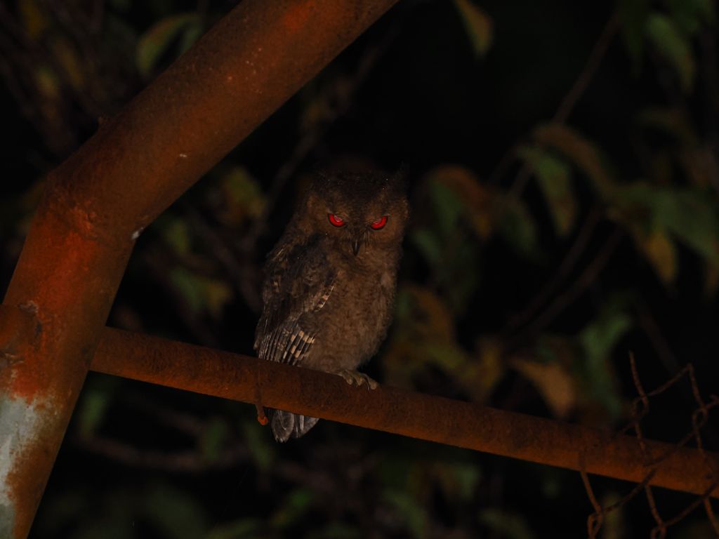 Japanese scops owl (Otus semitorques pryeri) Jun 13, 2026 Kunigami, juvenile