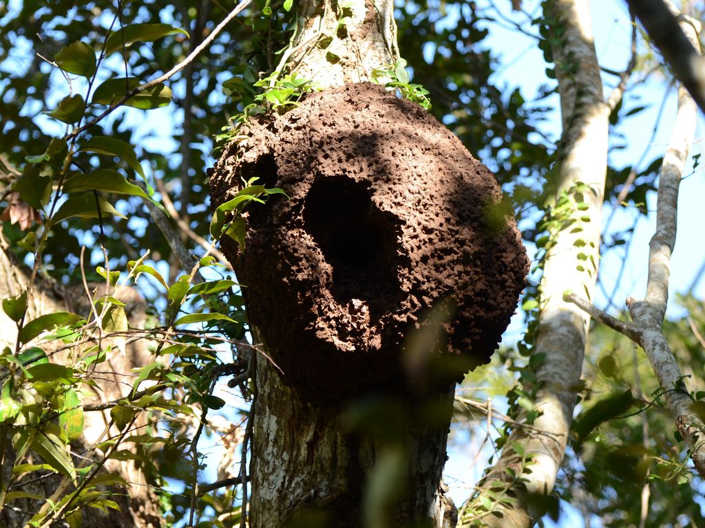 リュウキュウアカショウビン (Halcyon coromanda bangsi) 石垣島 リュウキュウアカショウビンが白蟻の巣を利用して繁殖した痕跡（古巣)