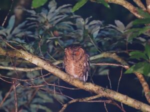 リュウキュウオオコノハズク