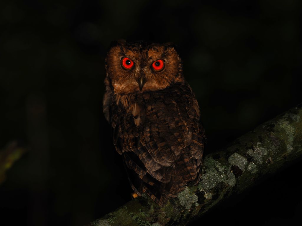 Japanese scops owl (Otus semitorques pryeri) Sep 11, 2026 Kunigami