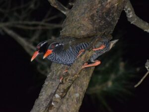 ヤンバルクイナ