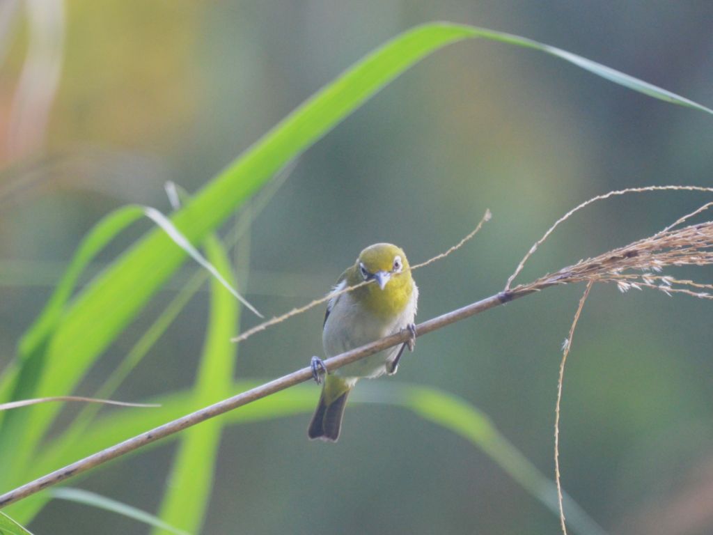 Ryukyu Warbling White-eye