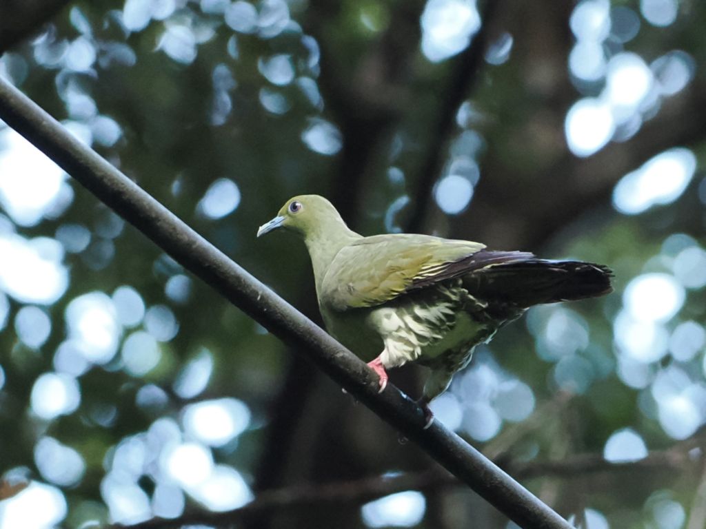 Ryukyu Green Pigeon