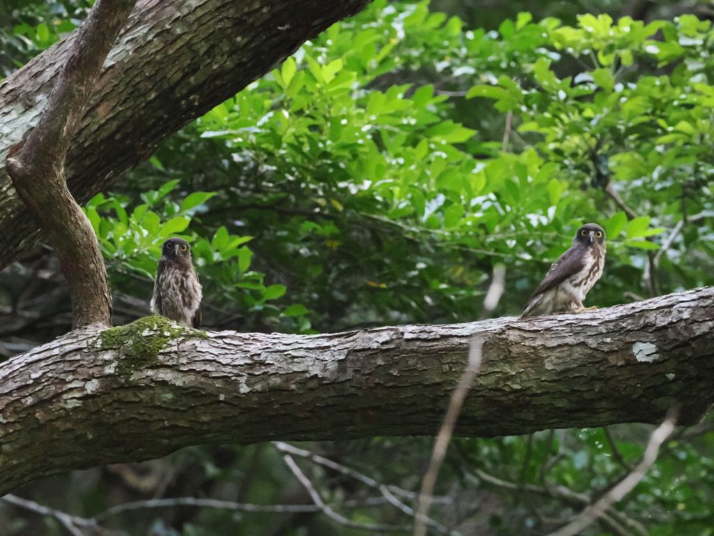 Ryukyu Brown Hawk-Owl