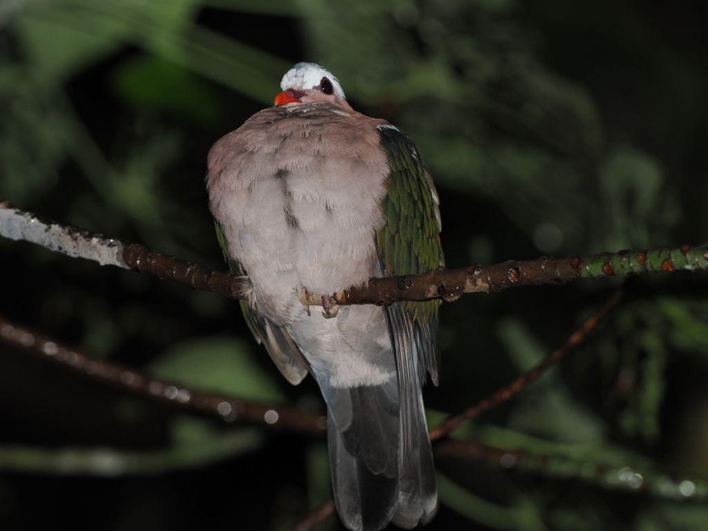 Emerald Dove