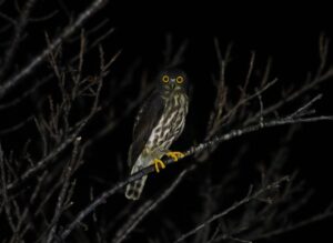 リュウキュウアオバズク