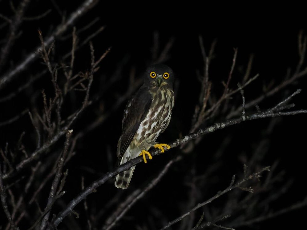 250902-kunigami_1024_748