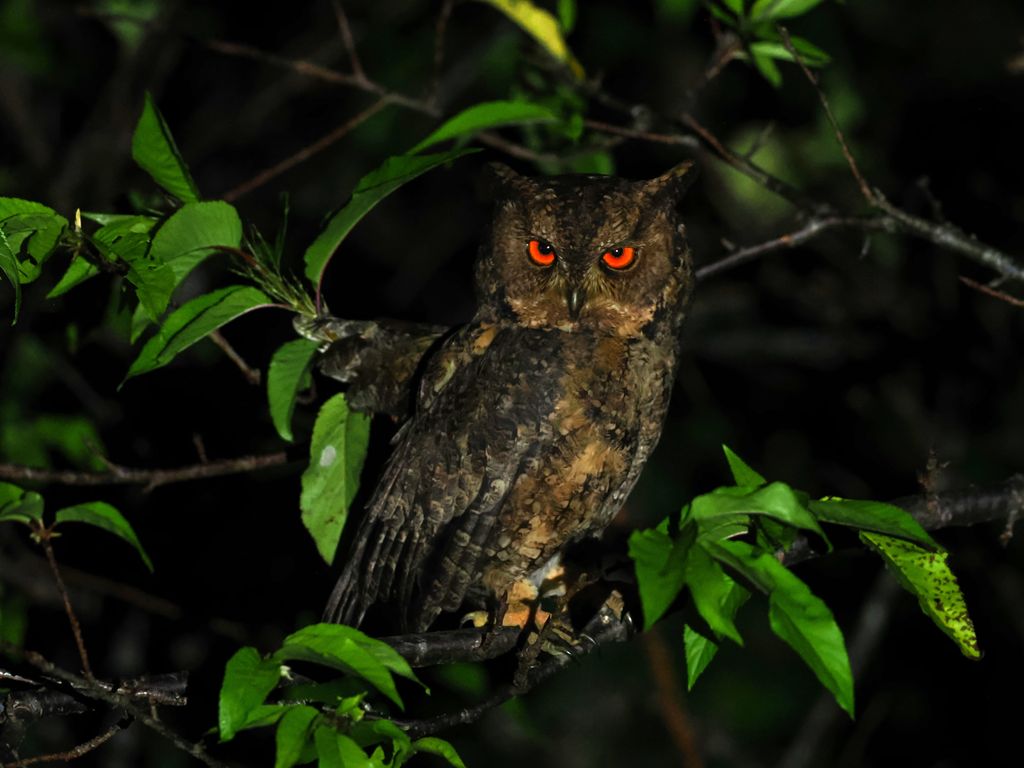 日本領角鴞（琉球亞種） / Japanese Scops-Owl / リュウキュウオオコノハズク (Otus semitorques pryeri)