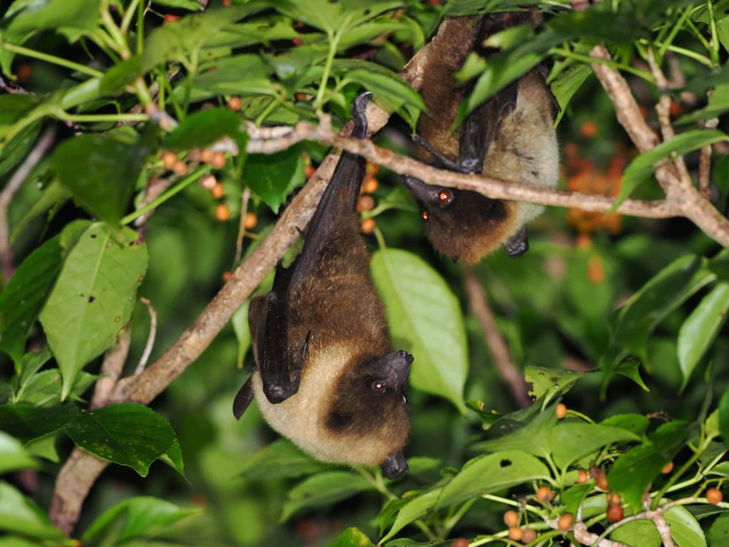 Dec 3, 2025 國頭村 沖繩狐蝠 (Pteropus dasymallus inopinatus) 吃茄苳 (Bischofia javanica) 果實