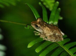 アイフィンガーガエル