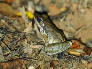 オオハナサキガエル