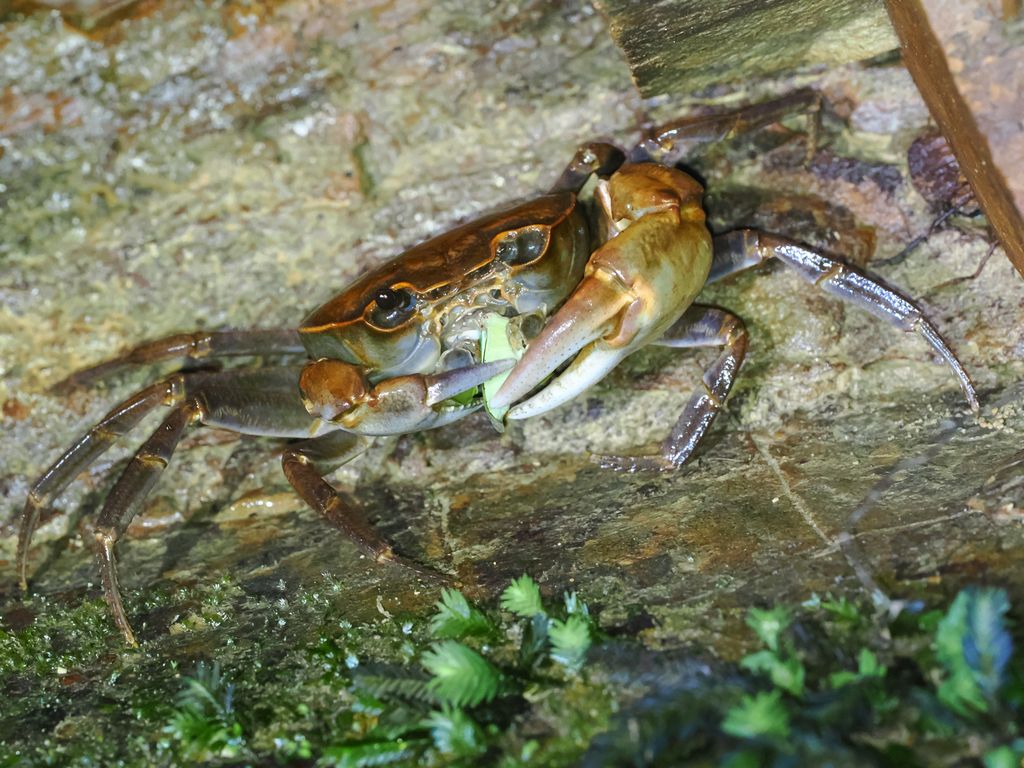 Sakamoto Freshwater Crab (Geothelphusa sakamotoanus) Aug 10, 2025 male eating mantis abdomen missing an eye Kunigami