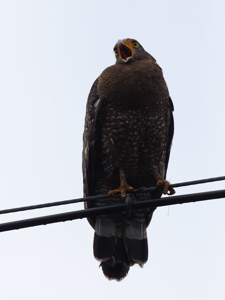 Aug 26, 2025, Ishigaki, Yawning on a power line