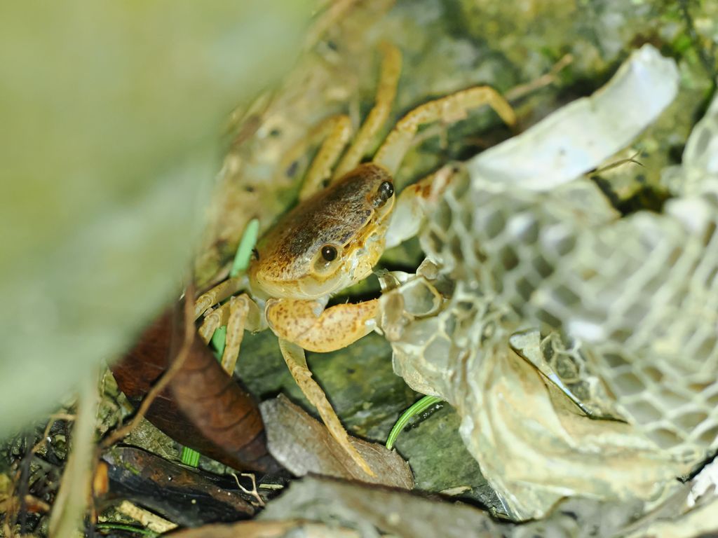 Sakamoto Freshwater Crab (Geothelphusa sakamotoanus) Sep 6, 2025 juvenile possibly eating snake molt Ogimi