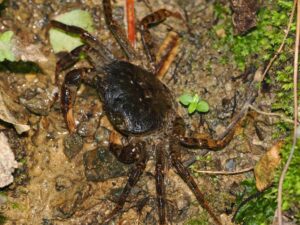 Amami Freshwater Crab