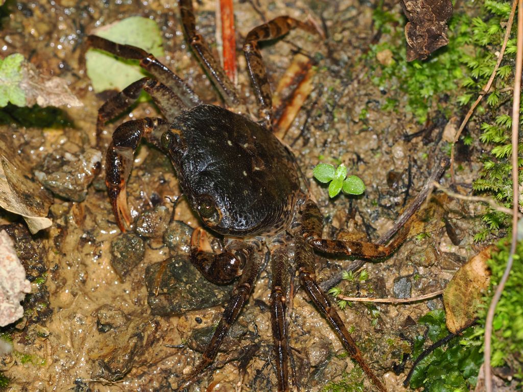 奄美阿神蟹 / Amami Freshwater Crab / アマミミナミサワガニ (Amamiku amamensis)