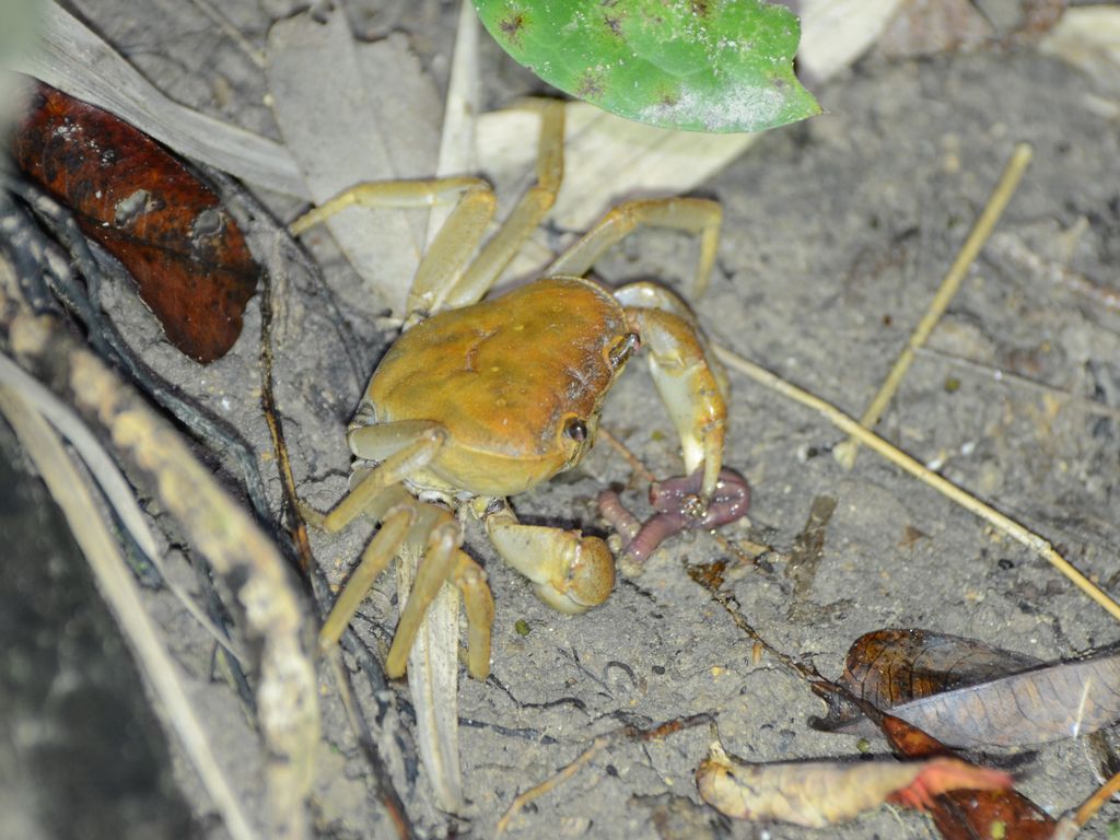 Sakamoto Freshwater Crab (Geothelphusa sakamotoanus) Jul 30, 2026 Sakamoto Freshwater Crab eating an earthworm Kunigami