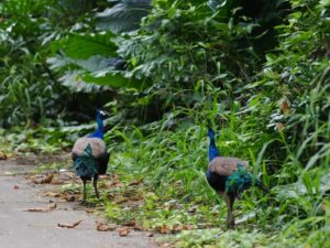 インドクジャク