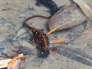 シリケンイモリ