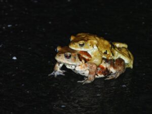 ミヤコヒキガエル