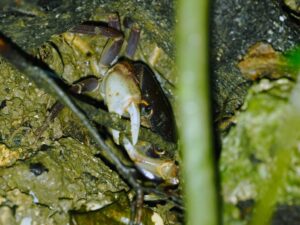 ミヤコサワガニ