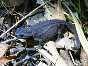 オキナワイボイモリ