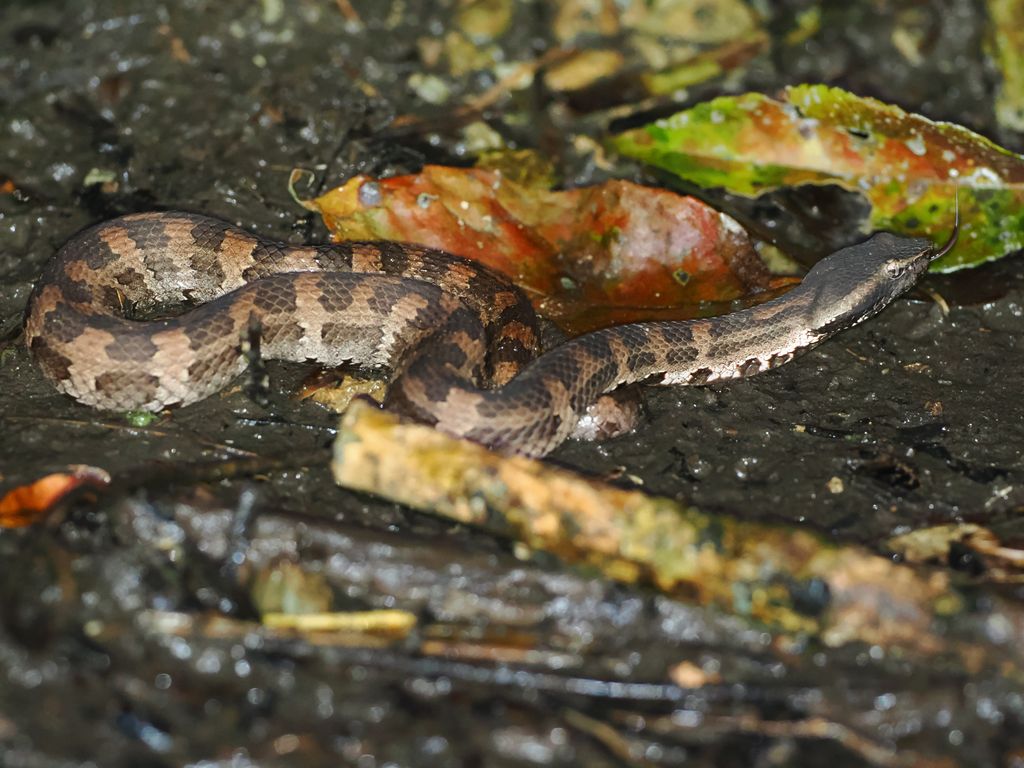 Himehabu (Ovophis okinavensis) Feb 10, 2026 An individual flicking its tongue Kunigami