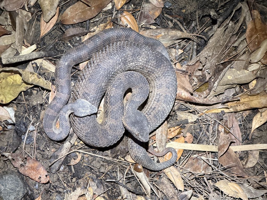 Himehabu (Ovophis okinavensis) Feb 25, 2026 Possibly a female snake (larger) and a male snake (smaller) mating Kunigami