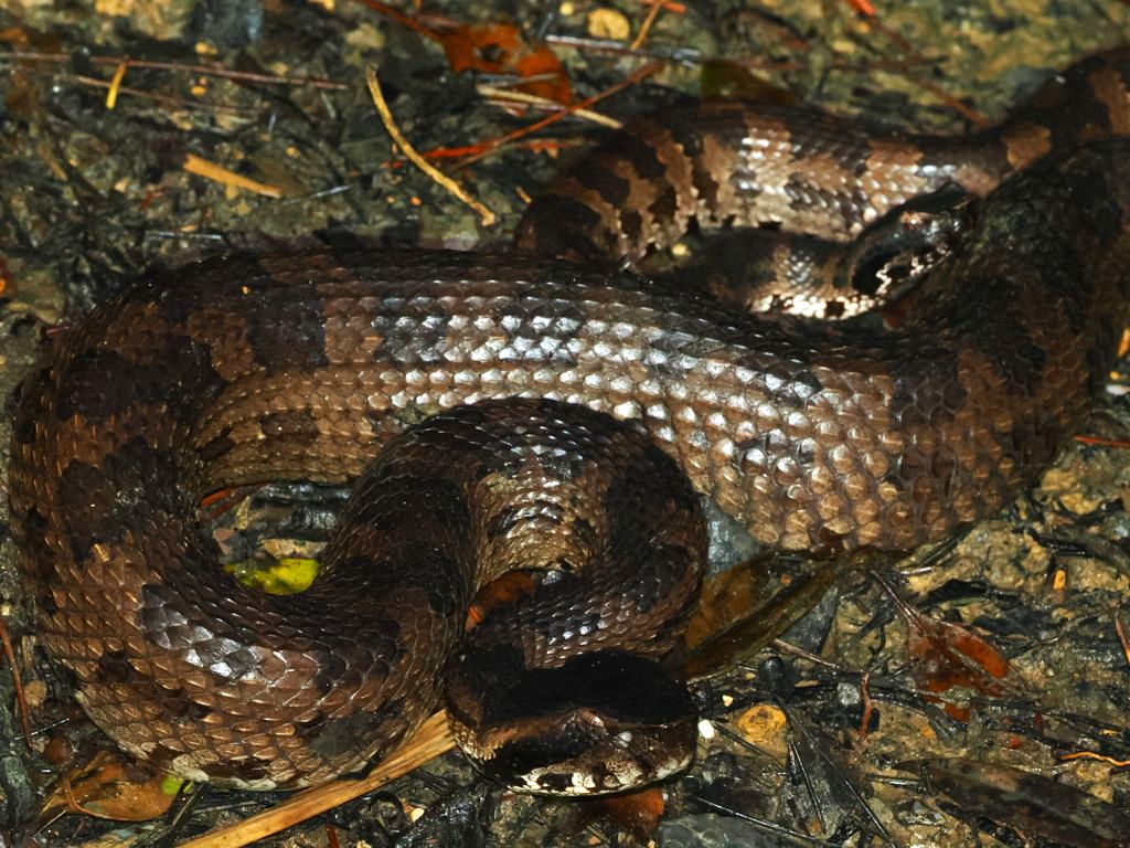 Himehabu (Ovophis okinavensis) Feb 25, 2026 Mating female (front) and male (back) Kunigami