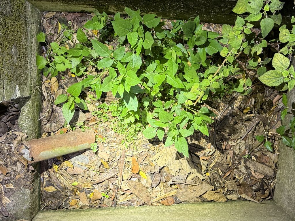 Himehabu (Ovophis okinavensis) Feb 26, 2026 Can you find the snake in the photo? The color of Himehabu is similar to fallen leaves, and you might get bitten if you accidentally step on it