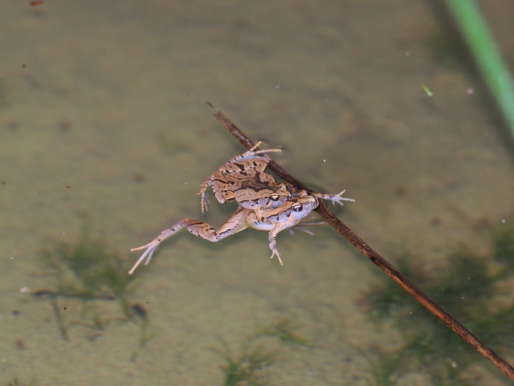 沖繩小雨蛙 (Microhyla okinavensis) Mar 22, 2026 抱接的公蛙和母蛙 國頭村