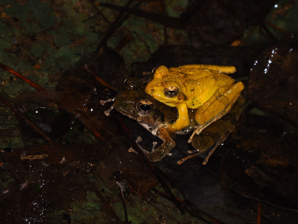 日本樹蛙 / Ryukyu kajika frog / リュウキュウカジカガエル (Buergeria japonica)
