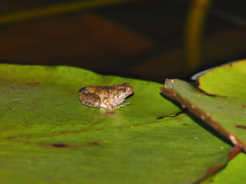 リュウキュウカジカガエル (Buergeria japonica) Aug 13, 2026 変態したばかりの幼いカエル 国頭村