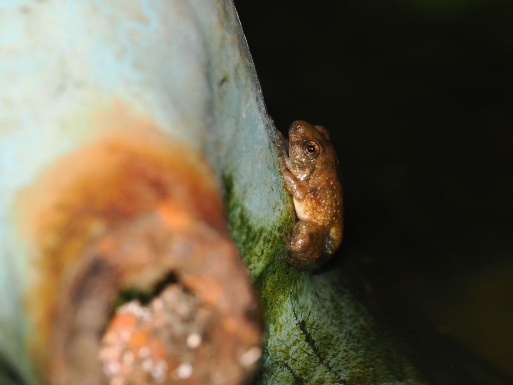 リュウキュウカジカガエル (Buergeria japonica) Aug 13, 2026 上陸したばかりの幼いカエル 国頭村