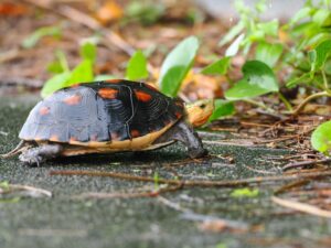 ヤエヤマセマルハコガメ