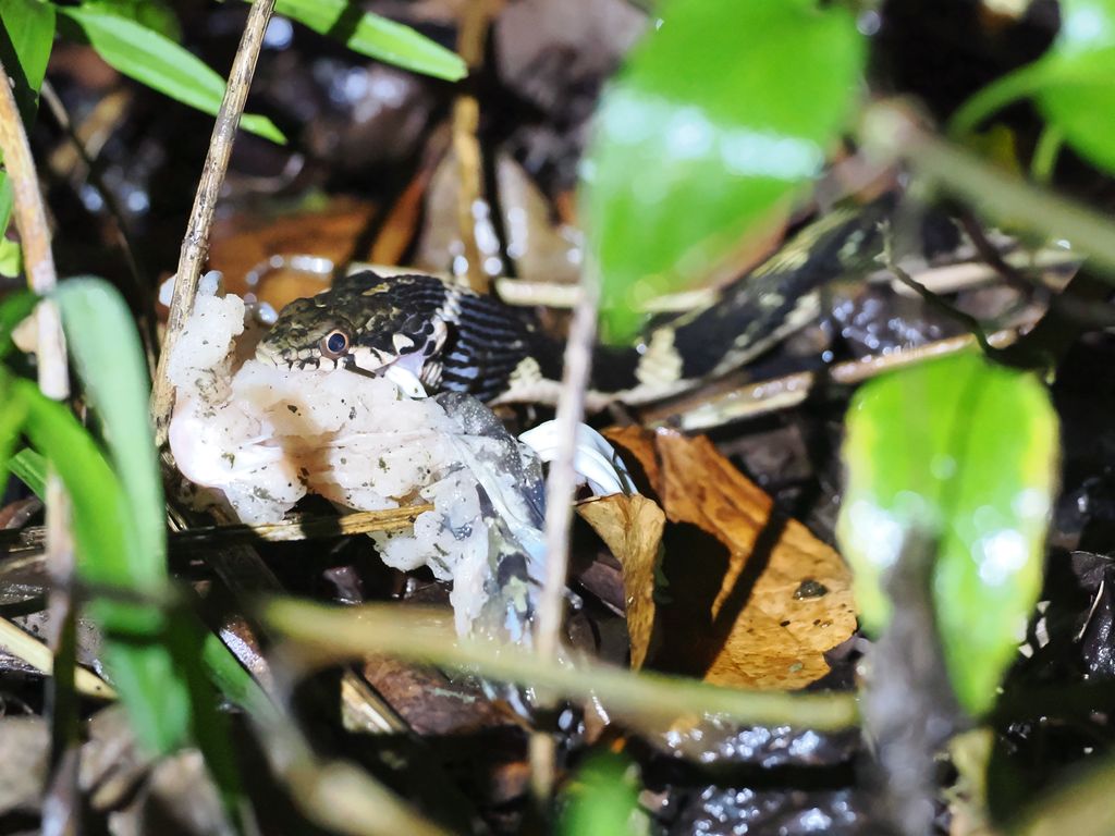 普氏腹鍊蛇 (Hebius pryeri) Aug 17, 2025 捕食赫氏拇棘蛙 (Babina holsti) 路殺 大宜味村