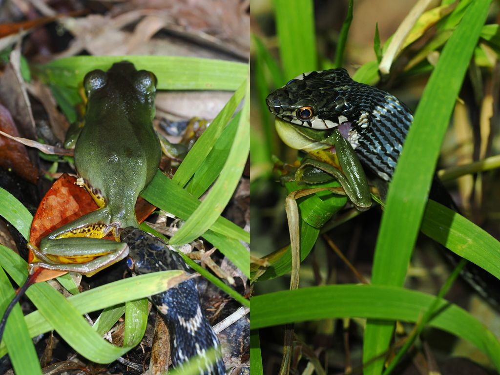 普氏腹鍊蛇 (Hebius pryeri) Mar 23, 2026 捕食沖繩樹蛙 (Zhangixalus viridis) 雄蛙 國頭村