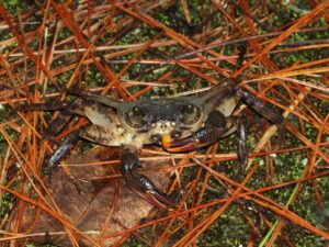 クメジマミナミサワガニ