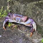 カニ・ヤドカリ類