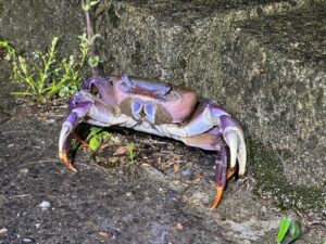 ミナミオカガニ