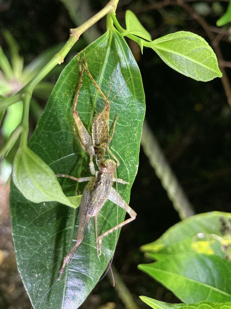 Cardiodactylus Cricket (Forest cricket) (Cardiodactylus guttulus) Aug 26, 2023 Nymph preying on another nymph Kunigami