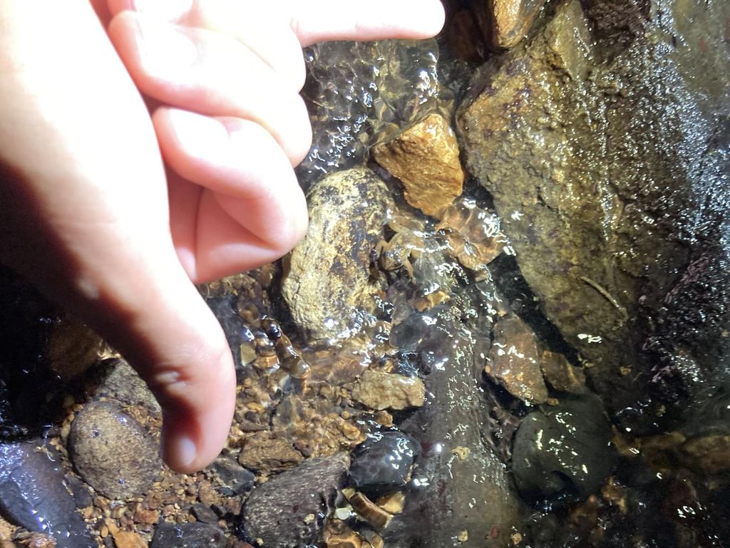 波江大頭蛙 (Limnonectes namiyei) Sep 24, 2023 體長約1cm左右的幼蛙 國頭村