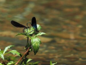リュウキュウハグロトンボ