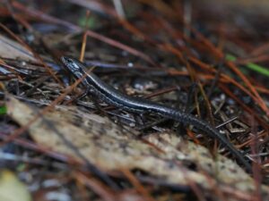 サキシマスベトカゲ