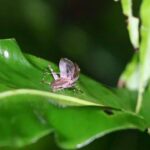 バッタ・コオロギ類