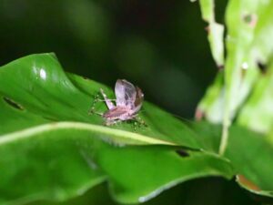 リュウキュウサワマツムシ