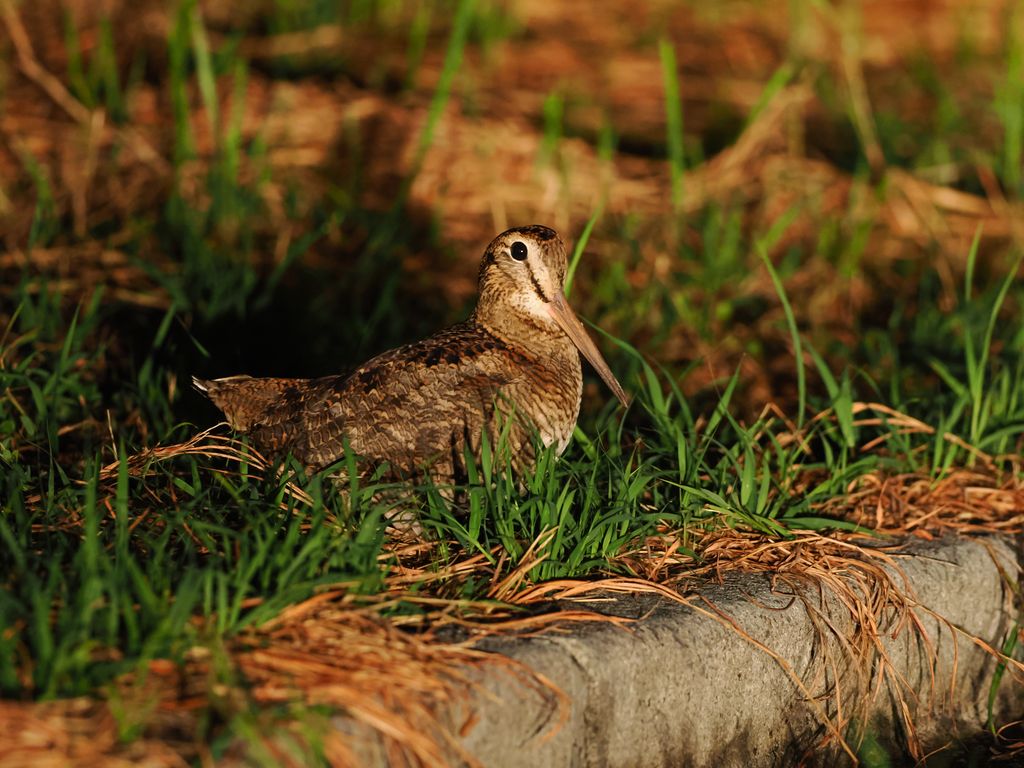 Eurasian Woodcock