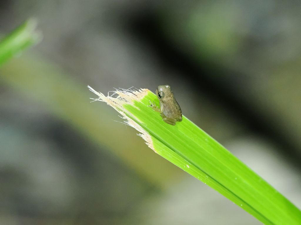 ハロウエルアマガエル (Hyla hallowellii) Aug 10, 2025 上陸したばかりの幼体 国頭村