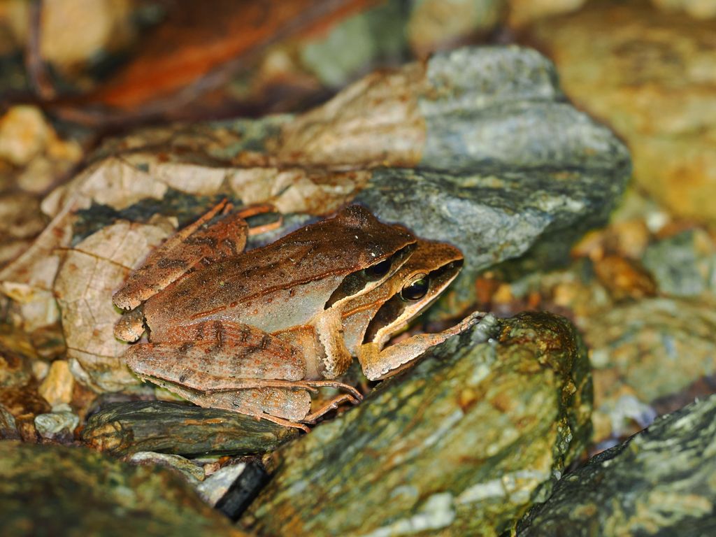 琉球赤蛙